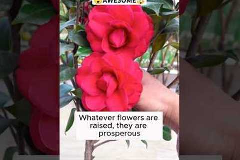 Irrigation water helps flowers stay fresh..#shorts #shortsfeed #shortsvideo #viral #plants #youtube