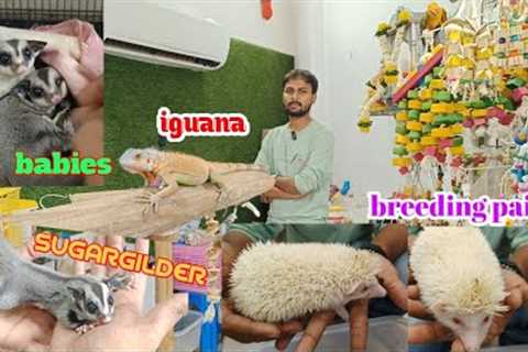 all exotic pets at Mr.petswala n one stop solution shop for pets lovers