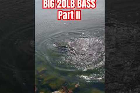 🫡Big mouth = BIG BASS!!! #fishing #bassfishing #fish #biggin #fishingvideo #fishinglife #giant