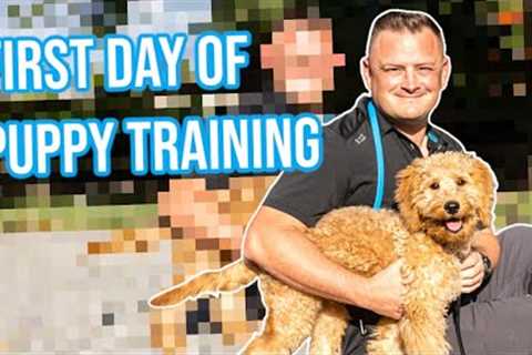 How to Train Puppy | First Day of Training - Goldendoodle | Professional Dog Training