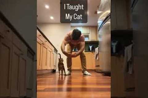 10 Things I Taught my Cat