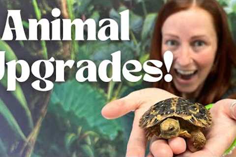 Animal Upgrades!!