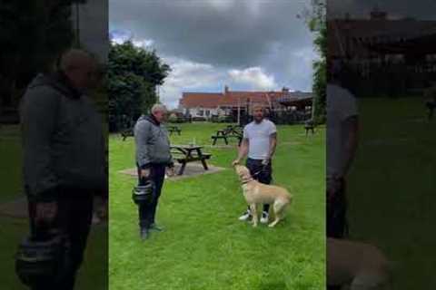 Dog Training Videos - Dog or Puppy Training Tips and Tricks 2022