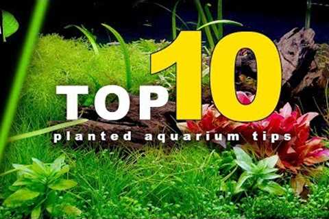 Top 10 Planted Aquarium Tips