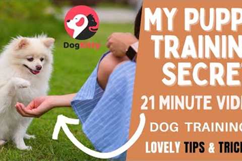 Dog Training, Lovely Tips and Tricks to Train Your Puppy