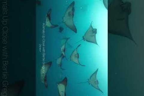 Moment of Calm | National Geographic on Disney+