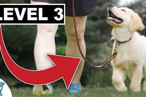 Teach Your Dog To Work Before They Walk...