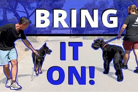 STOP Leash Reactivity (Barking &amp; Lunging) Quickly. Everything to know in one session.