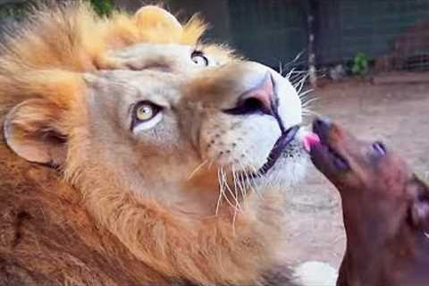 Unbelievable Unlikely Animal Friendships | Oddest Animal Couples | Love Nature