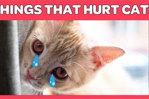 14 Things You Do That Hurt Your Cat You Must Stop Doing!
