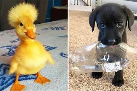 Funniest Animals 2024 😂 Best Funny Cats and Dogs 😻🐶 Part 23 | Cute Baby Dogs