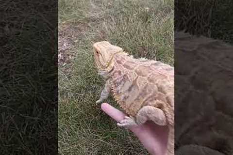 I found this poor creature #funny #beardeddragon #lizard #pets #reptile #dragon