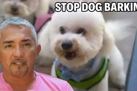 How To Train Bichon Dogs To Be Calm | Cesar 911 Episode 1 - Part 1