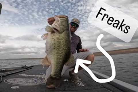 Spotlighted 2 giant bass in an hour on the best lake in the world, OH Ivie Lake!  24 pounds on 2.