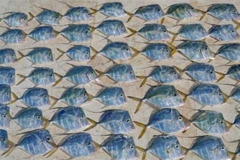 $200 Aquarium Fish for Dinner! Catch Clean cook (Lookdown Moonfish)