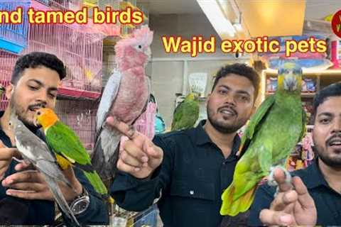 Exotic birds available in Jogeshwari Mumbai wajid exotic pets