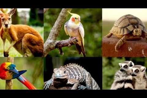 Meet the Marvels: Exotic Pets That Will Blow Your Mind
