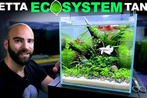 Betta Eco Tank: No Water Changes, No Filter (Low Tech Aquascape Tutorial)