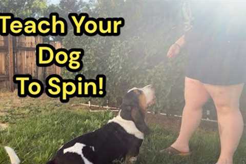 How to Teach Your Dog to Spin in a Circle! Dog Trick Tutortial