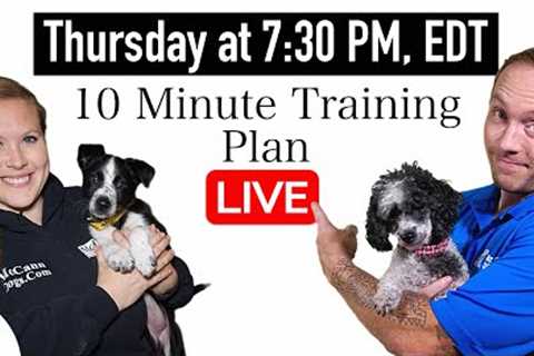 Get 5 Dog Training Wins EVERY DAY Before Work!