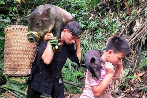 Wild boars are trapped continuously. Wild boar trapping skills. Survival instinct
