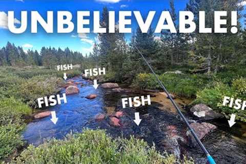 Catching a Fish on (Almost) Every Cast in a Mountain Creek!