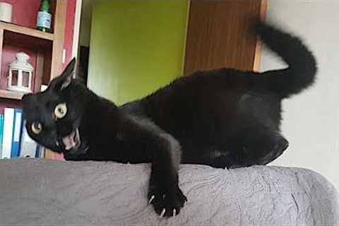 Funny Cats Videos 2024 😸 Funny Cat Videos − Funny Cats