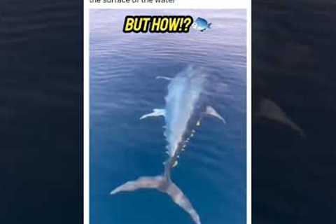 Tuna Swimming | Tuna fishing #shorts #tuna #ocean #fishing