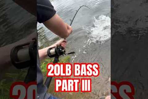 THIS THING WAS BIG! Wrong answers only. #bassfishing #bass #catfish #fishing #fish#wildlife #