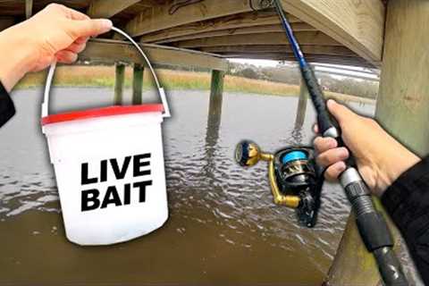 Fishing UNDER Docks w/ Live MINNOWS.. Eating Whatever I Catch (Catch and Cook)