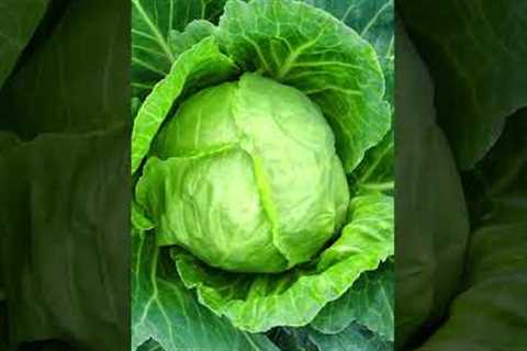 5 Benefits Of Cabbage #shorts #easy #health #hacks #tips
