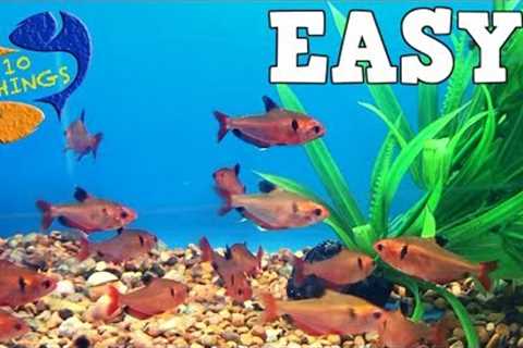 Top 10 Aquarium Fish For Beginners! Your First Aquarium!