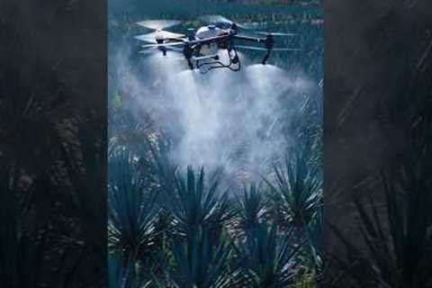 Discover the future of agave farming with drone technology