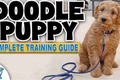 A Complete Guide To Doodle Puppy Training