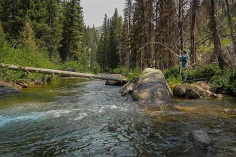 Most Bull Trout I’ve EVER Caught in a Tiny Creek | Fly Fishing