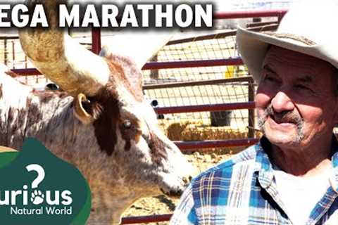 The Real Dangers Of Exotic Pets To Sanctuary | Curious?: Natural World