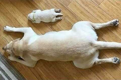 The Funniest Labradors Dog of 2024 🤣 Funniest DOGS videos