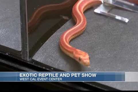 Exotic pet and reptile show returns