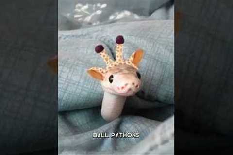 Ball Python 🐍 The Cutest Pet Snake!