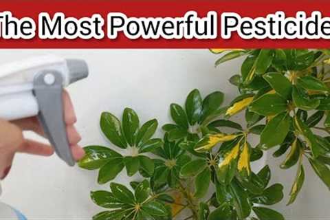 DIY Pesticide | The Most Powerful Organic Pesticide - Homemade Natural Pesticide For Plants
