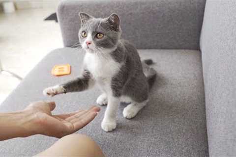 Teaching my kittens to shake hands