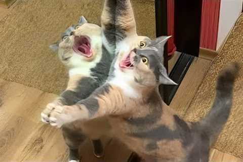 Are You Boring These Funny CATS are the best solution - Funniest Cat Videos