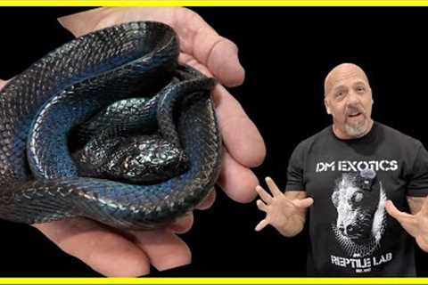 THE 50th REPTILE SUPER SHOW | ANAHEIM, CA