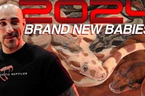 2024’s Top Boa Constrictors: Unveiling My Personal Favorites