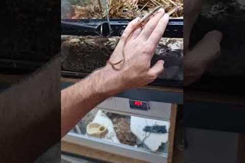 Best pet ever! #exotic #reptiles #pets #animals #cute #lizards #short #shorts