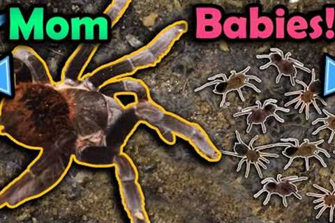 Our Tarantula had Babies!!
