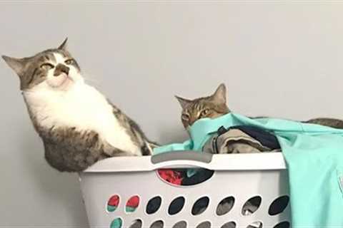 CATS make us LAUGH ALL THE TIME! 😹 Best FUNNY CAT videos 2024