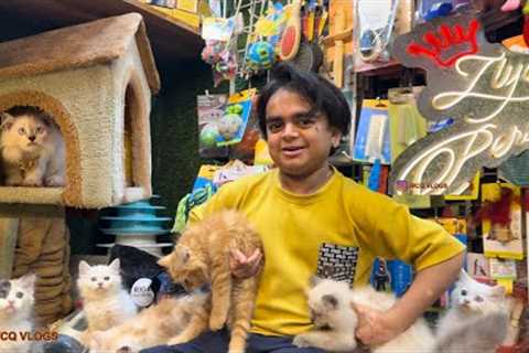 Ziya Persian part 4 - cats ￼kitten baby #cats #kitten #longhaircat #exotic #pets