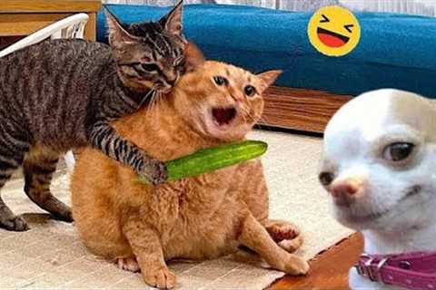 Funniest Animals 2024 🤣 Best Cats and Dogs Videos 😹🐶 Part 8