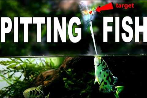 Training My Fish To Spit At Targets!
